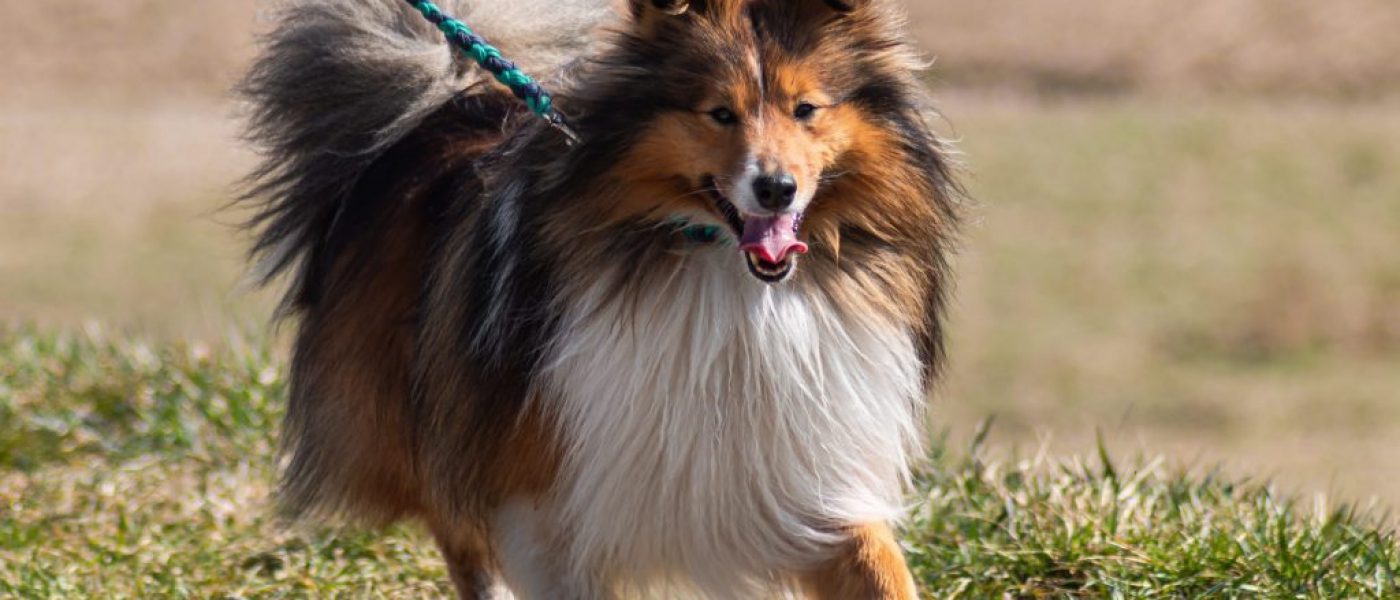 promenade chien