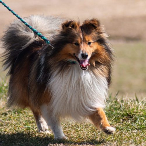 promenade chien